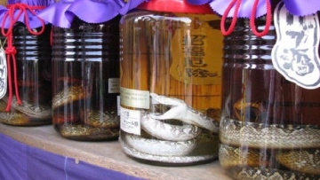 habushu-arak-tradisional-jepang-yang-dibuat-dari-ular-berbisa-rev-1