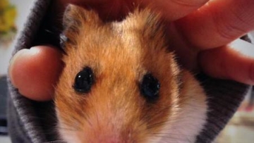 hamster_di_lengan (6)