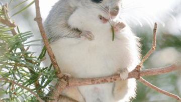 hewan_hokaido_jepang-20150326-editor-001