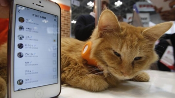 jaringan sosial hewan