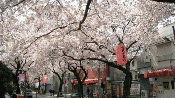 jepang musim apa (2)