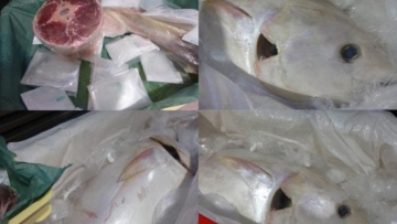 jepang-tangkap-tuna-langka-indonesia (1)