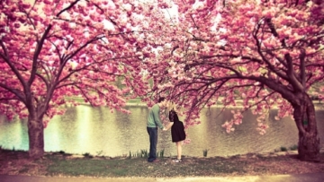 kiss-under-a-cherry-blossom-tree
