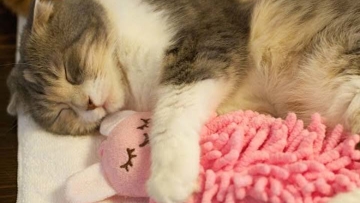 kucing-ini-tak-bisa-tidur-tanpa-boneka-kesayangannya