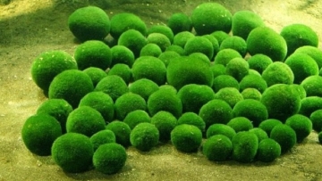 marimo-bola-bola-langka-yang-menghiasi-danau-jepang