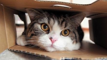 maru cat (1)