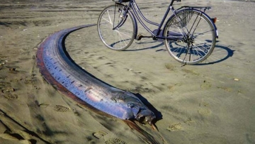 oarfish-sand