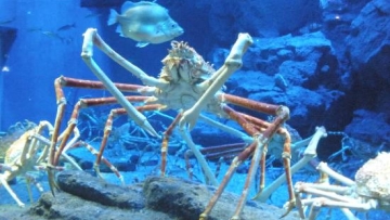 osaka-aquarium-kaiyukan (2)