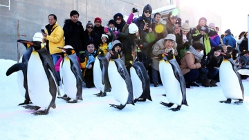 penguinsdec20-775x437