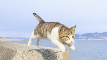 photobook kucing (1)