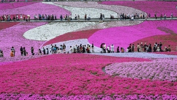 pinky_field-20140321-editor-003