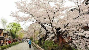shirakawadori-sakura-kyoto