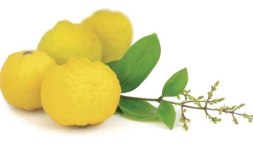 yuzu-buah-langka-asal-jepang-yang-punya-rasa-unik