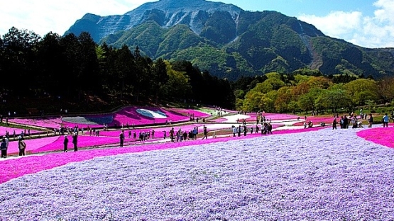 Inilah 6 Taman Bunga Paling Indah Yang Ada Di Saitama Jepang