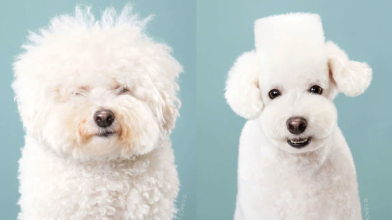  Gaya  rambut  anjing di Jepang  yang menggemaskan 