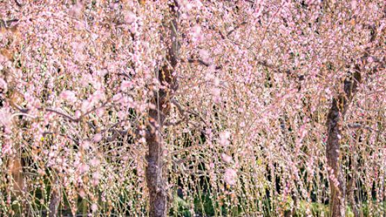Bunga Plum Jepang 