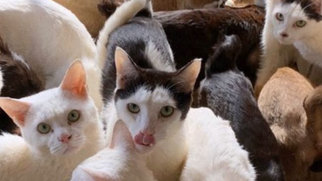 Penimbunan Hewan,Animal Hoarding, Kucing di Jepang