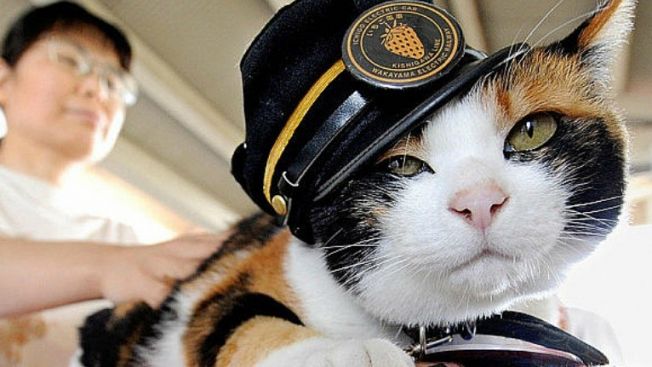 Orang Jepang kucing japanesestation.com