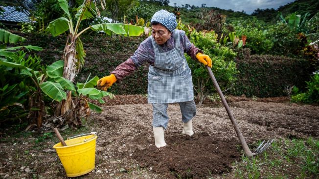 Masyarakat Okinawa Berkebun