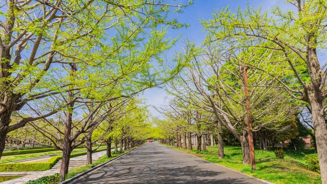 Tempat rekomendasi untuk olahraga lari di Tokyo, Jepang