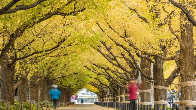 Tempat rekomendasi untuk olahraga lari di Tokyo, Jepang