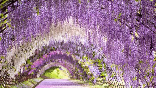 Kawachi Fujien Wisteria Garden | | Salah satu yang wajib kalian kunjungi di Fukuoka