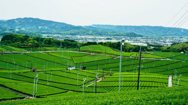 Yame Tea Region | Salah satu yang wajib kalian kunjungi di Fukuoka