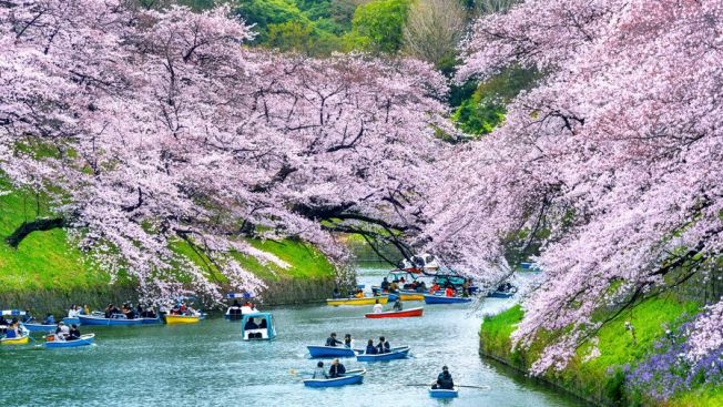 Bunga sakura di Chidorigafuchi park, Tokyo (freepik/tawatchai07)