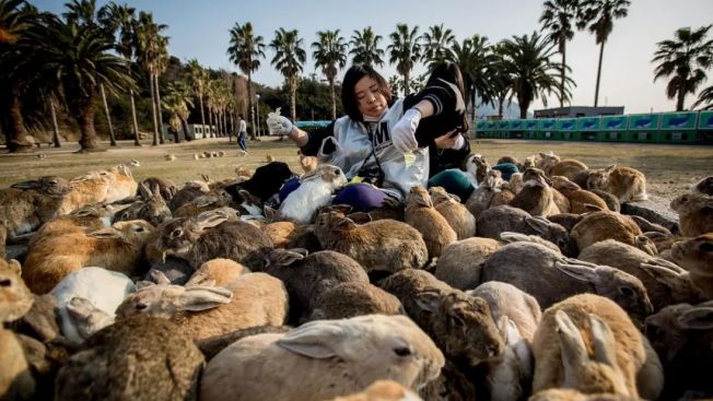 Pengunjung Memberi Makan Kelinci di Pulau Okunoshima (Getty Images/Chris McGrath)