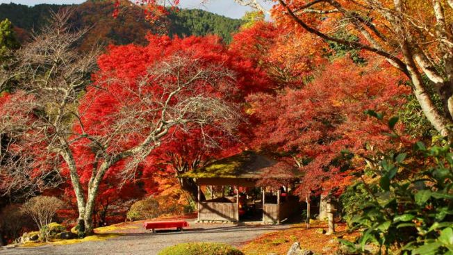 Kyoto Autumn 2025: Rekomendasi Destinasi untuk Menikmati Musim Gugur Terbaik!