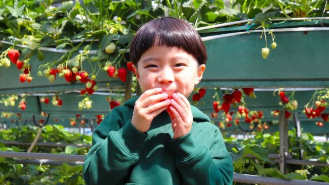 Rasakan Sensasi Manis di 5 Lokasi Petik Stroberi di Jepang