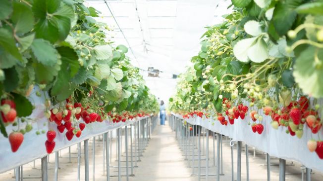 Rasakan Sensasi Manis di 5 Lokasi Petik Stroberi di Jepang