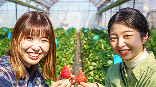 Rasakan Sensasi Manis di 5 Lokasi Petik Stroberi di Jepang