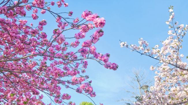 Toneri Park, Adachi, Tokyo. Wawa Wardana/Japanese Station