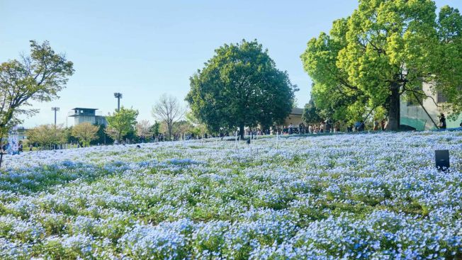 Toneri Park, Adachi, Tokyo. Wawa Wardana/Japanese Station