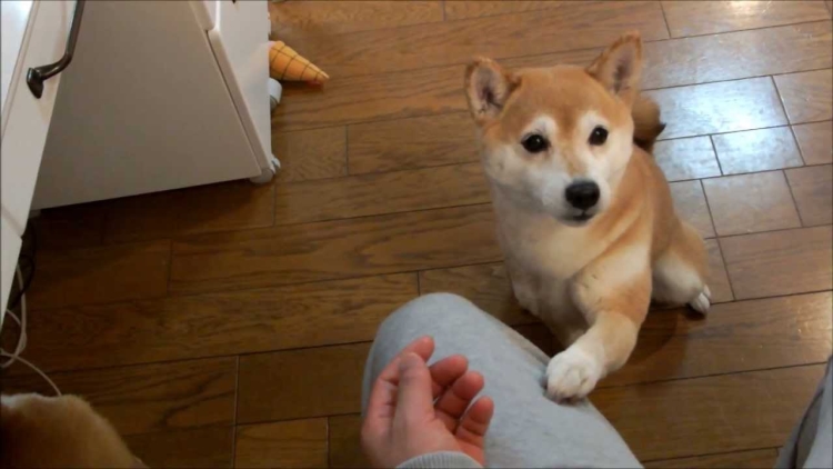 Ketika majikan keasyikan nonton TV, anjing ini bertekad untuk...