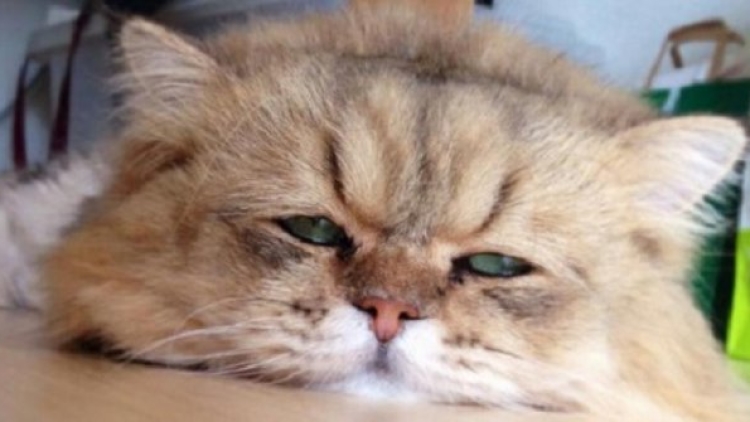 Unik! Kucing Ini Berwajah Galau
