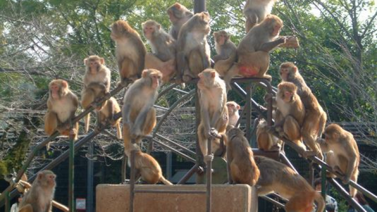 jepang-kyoto-monkey jepang-kyoto-monkey