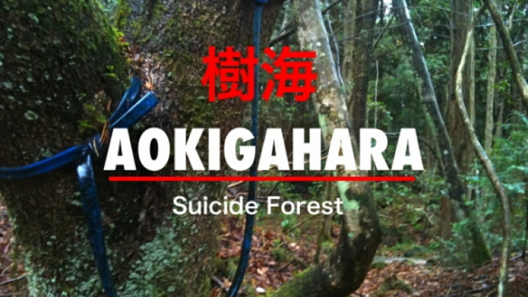 aokigahara-suicide-forest