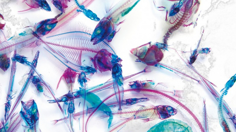 back6-800x664 back6-800x664