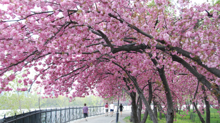 jepang_cherry-blossom-tree