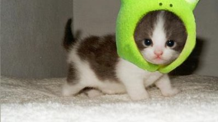 cute-kitten cute-kitten