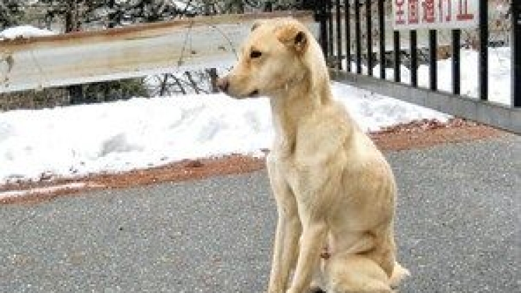 modern day hachiko 01