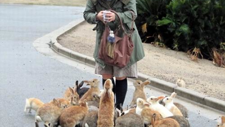 Okunoshima-rabbit-island-japan1