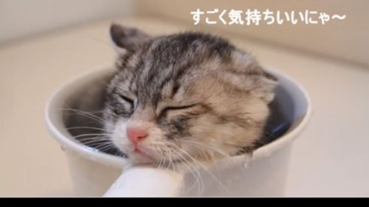 hana-chan - bathing kitten