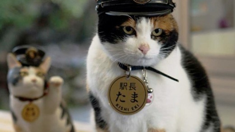 jepang_Tama4 jepang_Tama4