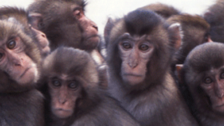 monkey-e1369387532488