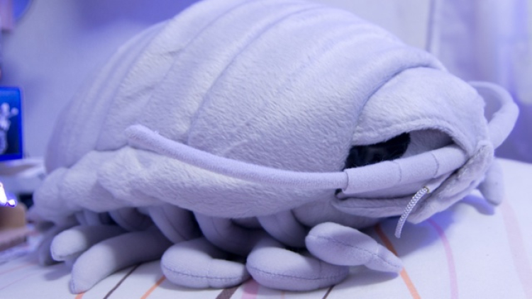 130702 isopod1 130702 isopod1