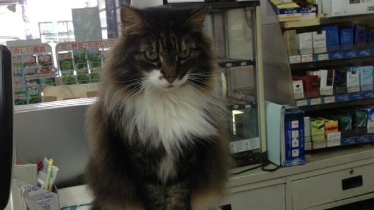 130709 cat1 130709 cat1