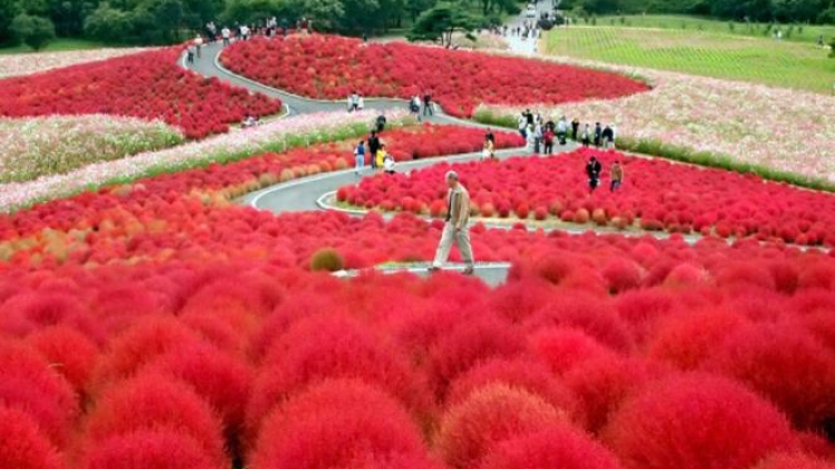 222563_hitachi-seaside-park_663_382